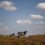 brasil-vai-destinar-us$-1,3-bi-do-fundo-clima-para-recuperar-pastagens