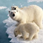 adaptacao-de-ursos-polares-ao-frio-aconteceu-antes-do-que-se-pensava,-diz-estudo