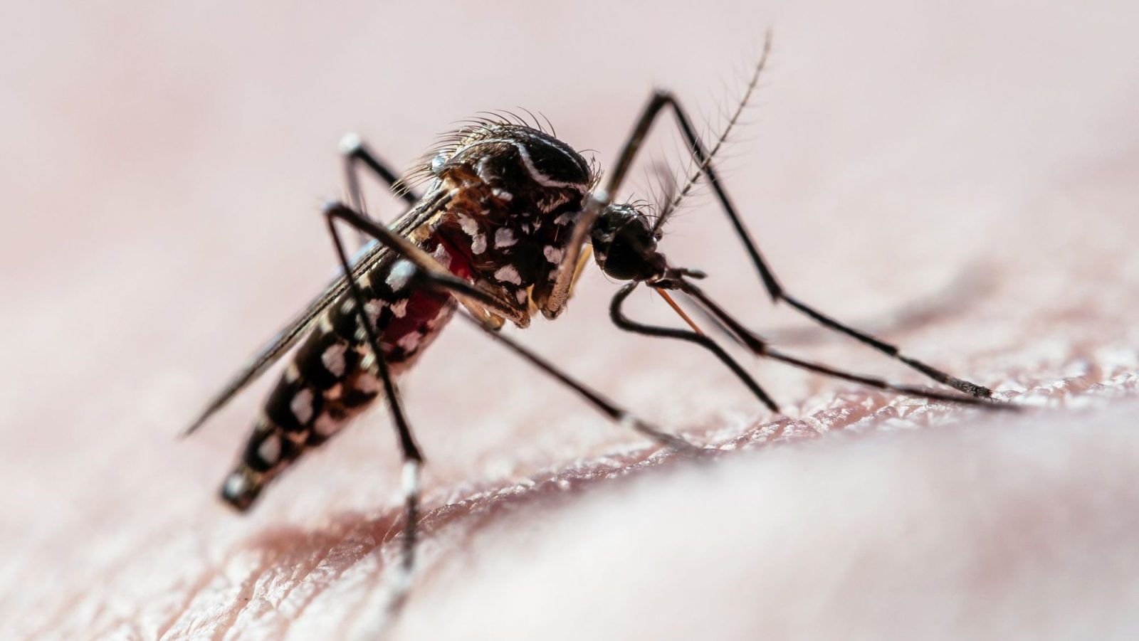 dengue:-principais-dificuldades-para-prevencao-sao-reveladas-por-estudo