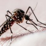 estudo-brasileiro-usa-nanotecnologia-para-detectar-dengue,-zika-e-chikungunya