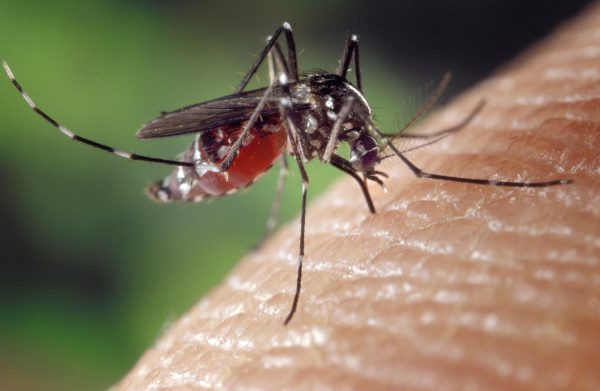 bacteria-pode-ajudar-a-controlar-mosquitos-da-dengue,-diz-estudo