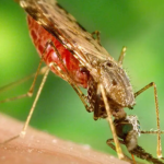 vacina-contra-malaria-desenvolvida-na-usp-podera-ser-testada-em-breve