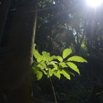 sesc-sao-paulo-tem-programacao-especial-na-semana-do-meio-ambiente