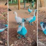 agencia-ambiental-multa-empresas-que-derramaram-corantes-em-jundiai