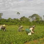 cmn-reduz-para-r$-200-mil-limite-de-enquadramento-no-proagro