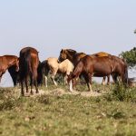 tres-pessoas-tiveram-encefalite-equina-venezuelana-no-am,-diz-fiocruz