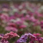 primavera-comeca-com-chegada-de-frente-fria,-temporais-e-fortes-ventos