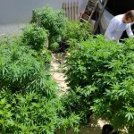 agu-pede-mais-tempo-para-regular-uso-da-cannabis-medicinal