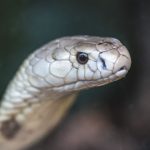 estudo-preve-substituicao-de-roedor-em-testes-antiveneno-de-serpentes