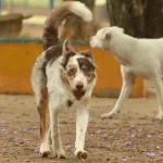 brasil-tem-cerca-de-30-milhoes-de-animais-domesticos-abandonados