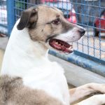 fogos-de-artificio-acarretam-sofrimento-fisico-e-risco-para-animais