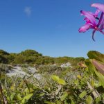 inpe-confirma-reducao-de-desmatamento-na-maioria-dos-biomas-em-2024