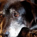 justica-condena-lojista-a-5-anos-de-reclusao-por-maus-tratos-a-caes