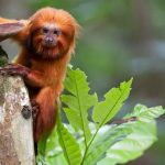 tv-brasil-apresenta-maratona-de-serie-sobre-animais-em-extincao