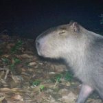 capivara-e-agredida-na-zona-norte-do-rio-e-autores-sao-presos