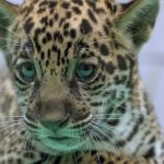 onca-pintada-nascida-no-bioparque-vale-amazonia-ganha-o-nome-de-xingu