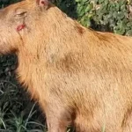 mprj-denuncia-agressores-de-capivara-na-ilha-do-governador-no-rio