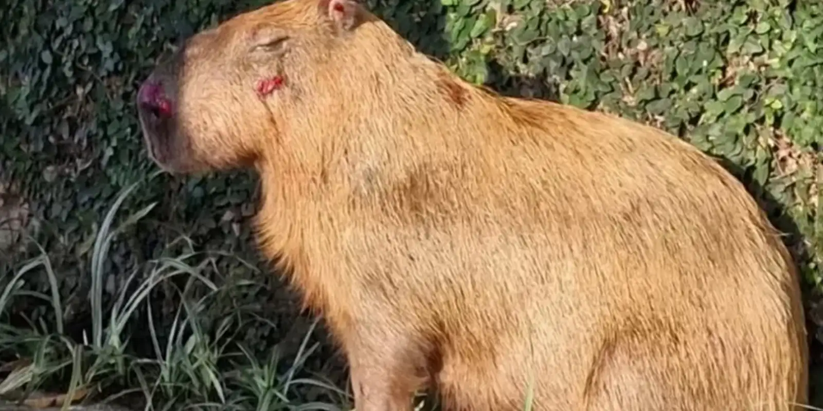 mprj-denuncia-agressores-de-capivara-na-ilha-do-governador-no-rio