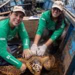 tartarugas-cabecudas-reaparecem-na-baia-de-guanabara