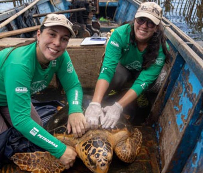 tartarugas-cabecudas-reaparecem-na-baia-de-guanabara
